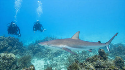 shark awareness conservation divers