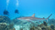 shark awareness conservation divers