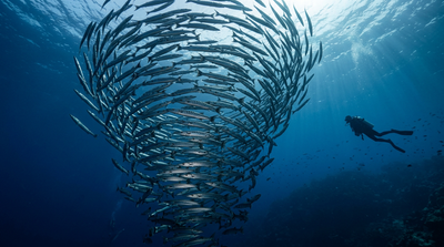 sipadan barracuda tornado malaysia