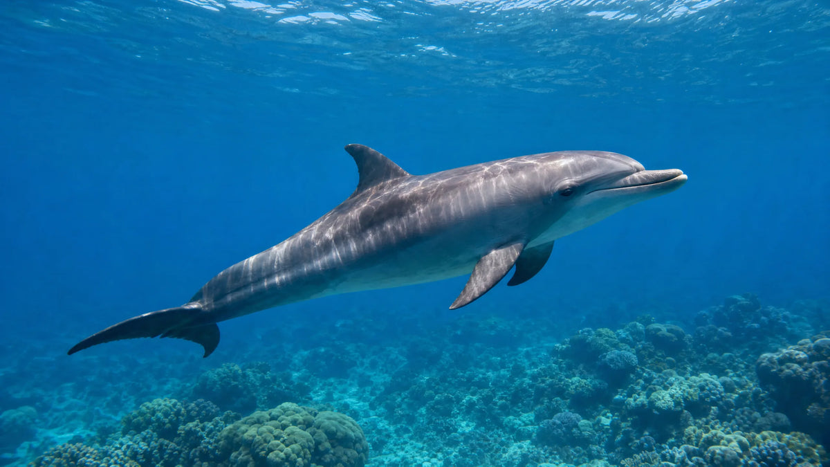 spinner dolphin closeup sunlit water