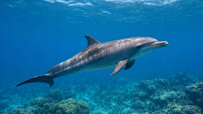 spinner dolphin closeup sunlit water