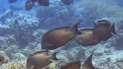 surgeonfish over coral reef sealink livestream philippines