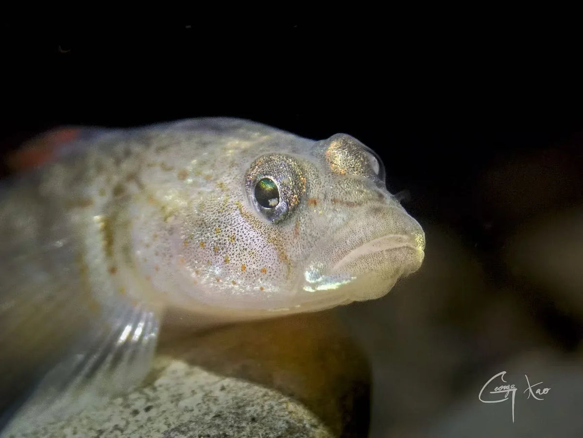 taiwan stream goby portrait macro