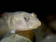 taiwan stream goby portrait macro