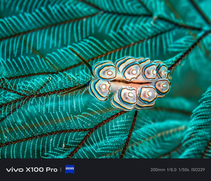 Macro shot of a colorful nudibranch on a hydroid taken with Vivo X100 Pro showing incredible detail and Zeiss color science