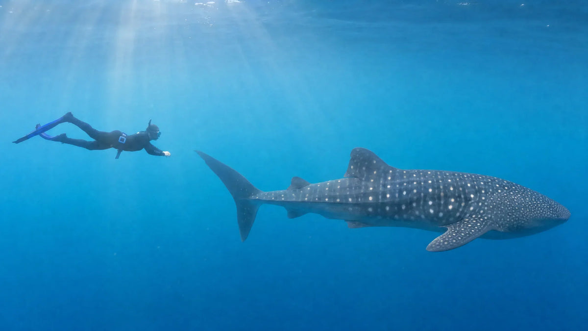 whale shark encounter hero
