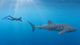 whale shark encounter hero