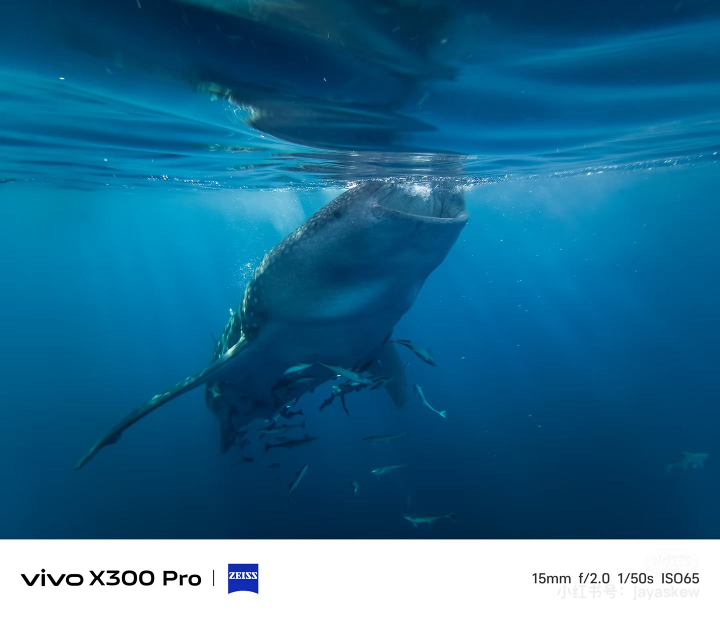 VIVO X300 Pro Series Meets DIVEVOLK SeaTouch 4 Max Platinum