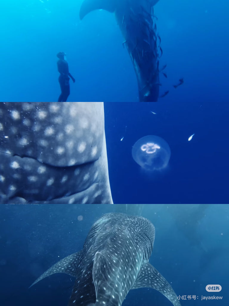 Triptych of underwater photographs showing whale shark encounters captured with VIVO X300 Pro, including human-whale shark interaction, close-up of whale shark spots with jellyfish, and full whale shark in motion