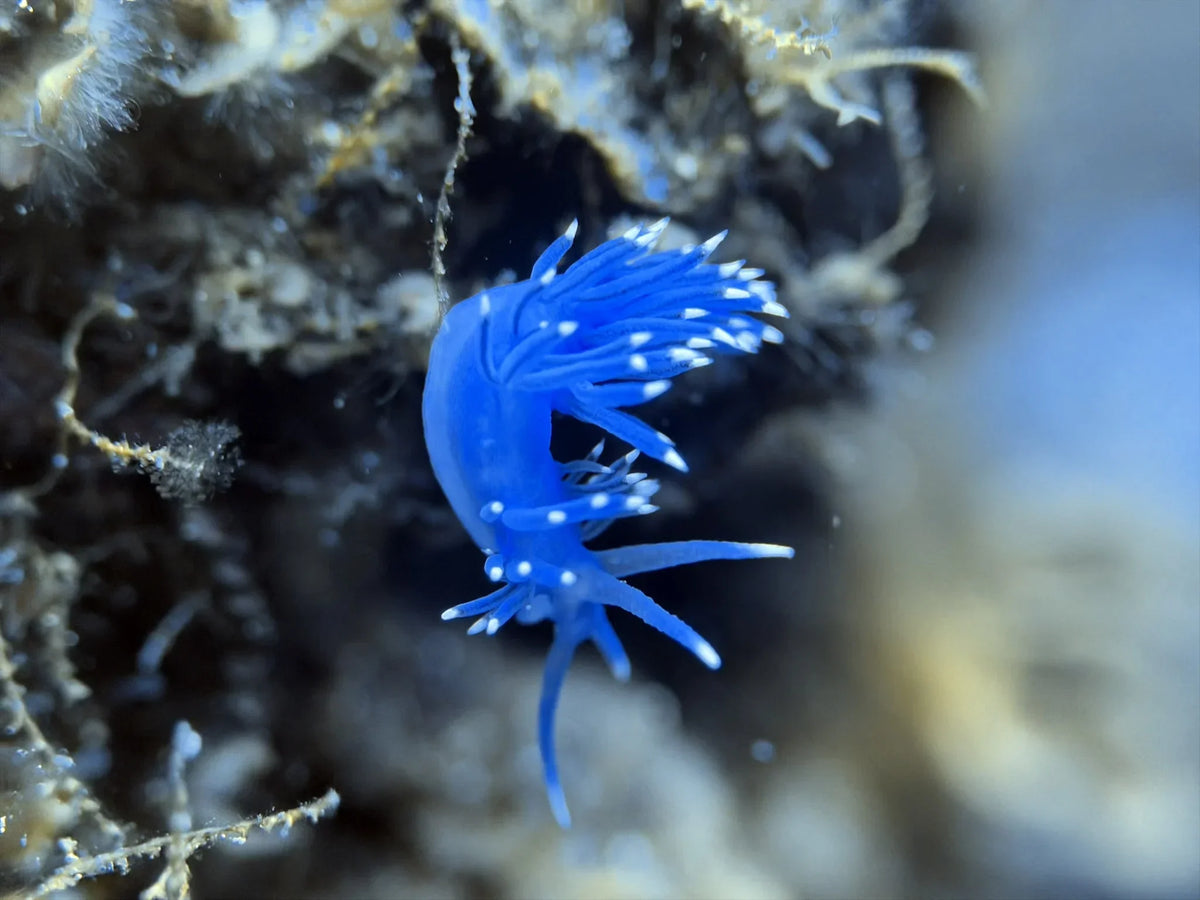 white tipped nudibranch divevolk pro macro lens