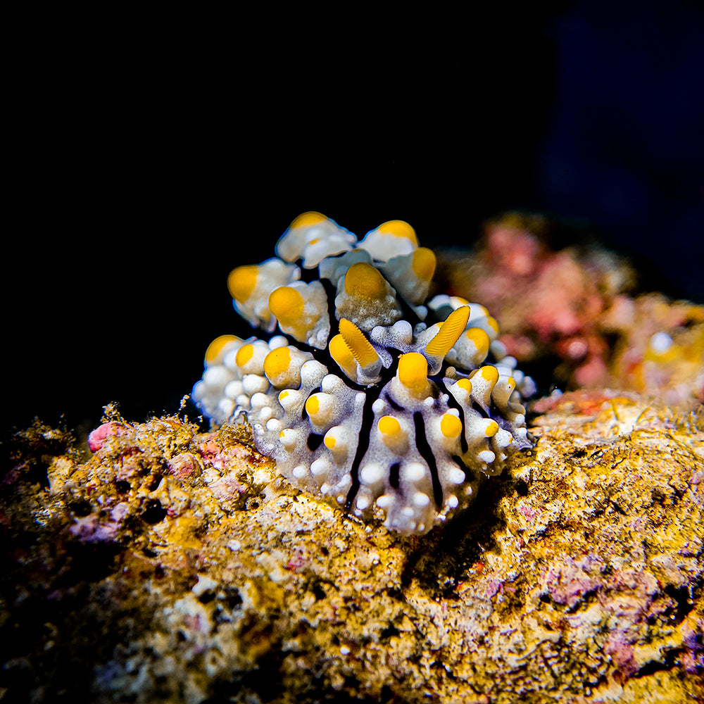 DIVEVOLK SeaTouch 4 MAX PLUS Kit macro avançado subaquático para iPhone e a maioria dos Android, caixa de mergulho para fotografia macro