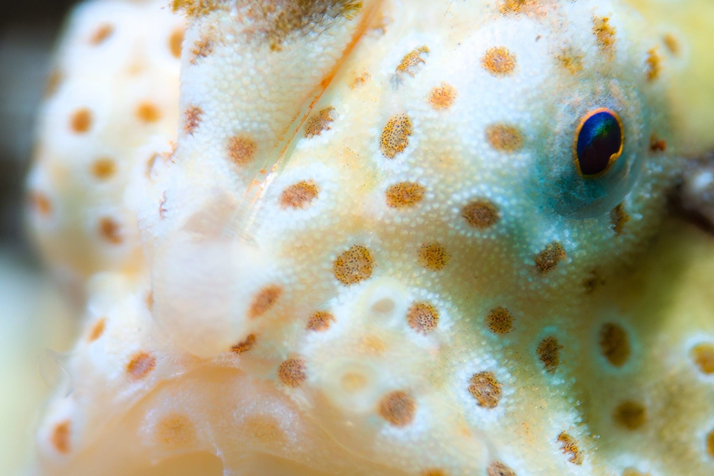 Fish face with DiveVolk macro lens