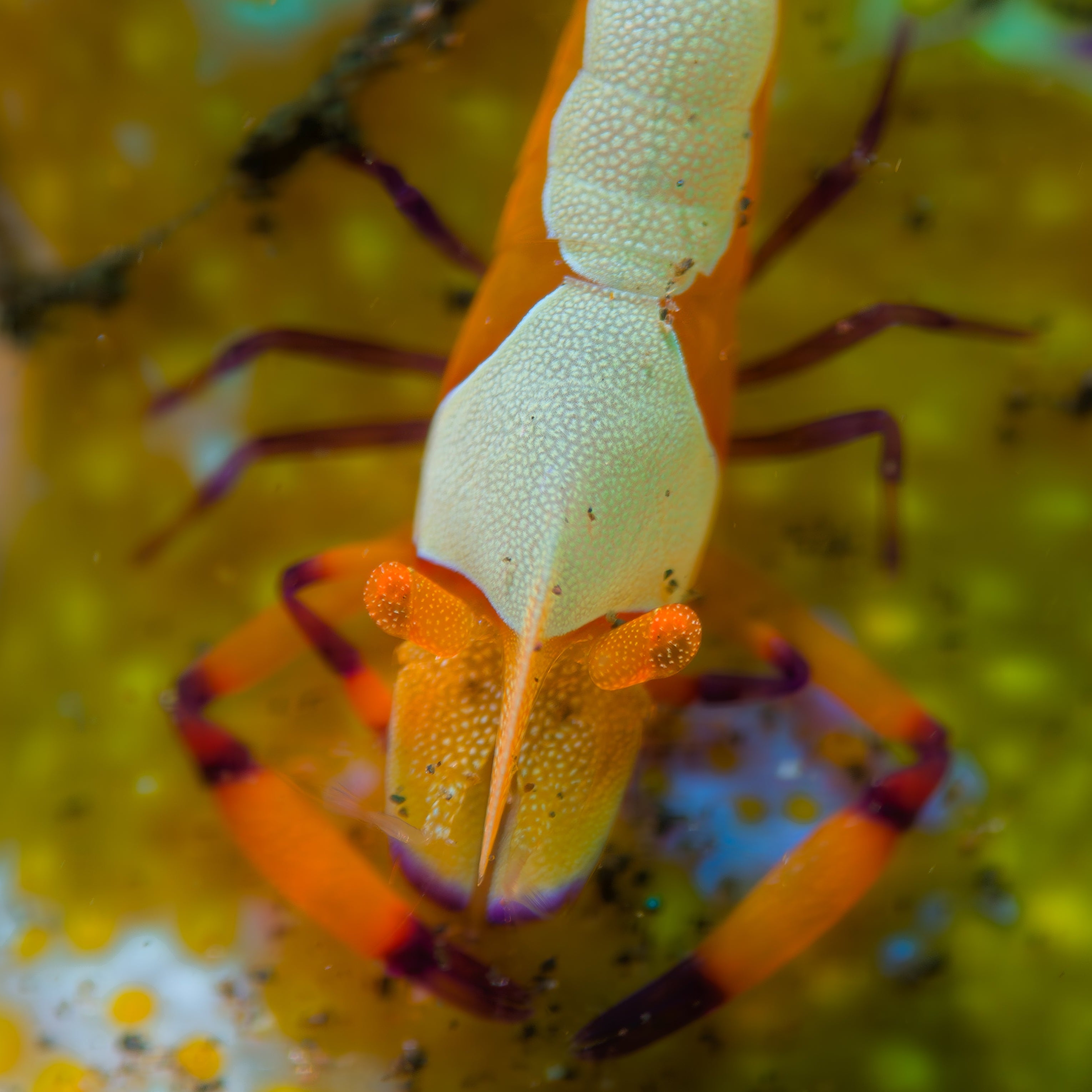 +18 DiveVolk macro lens