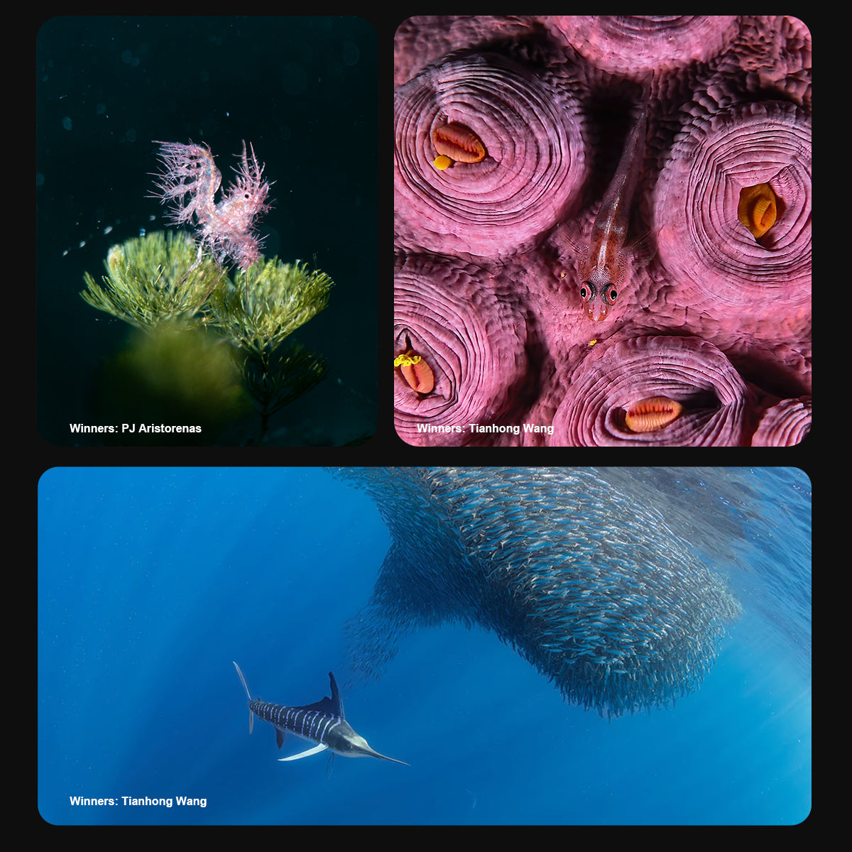 Award-winning underwater photography shot with DIVEVOLK SeaTouch housing — decorative pygmy seahorse on gorgonian coral by PJ Aristorena, close-up of coral polyps with goby fish and striped marlin chasing a bait ball by Tianhong Wang.