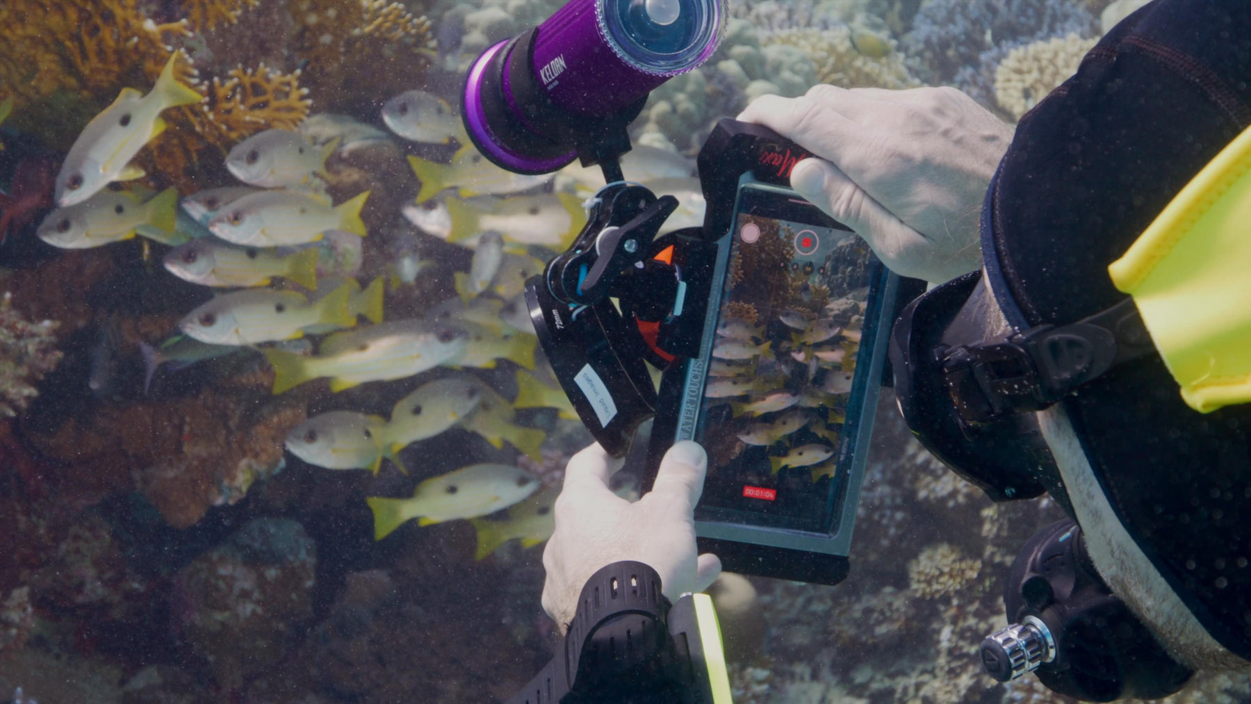 Underwater videography & photography course - The official Divevolk on ...