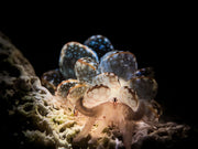 Unterwasser +12,5 Nahlinse, Optische Nasslinse für DIVEVOLK Gehäuse und Kamera