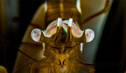 Lente subaquática +12,5 Close-up Lens, Lente Óptica Molhada para caixa DIVEVOLK e Câmara